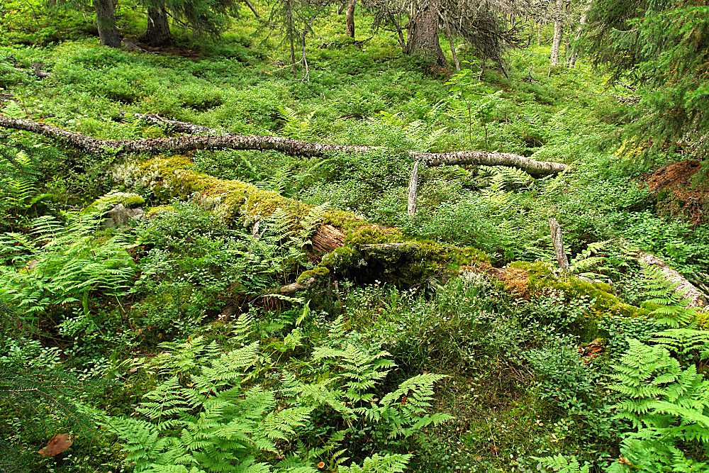 Unbeschreibliches Grün im Fjell in Schweden