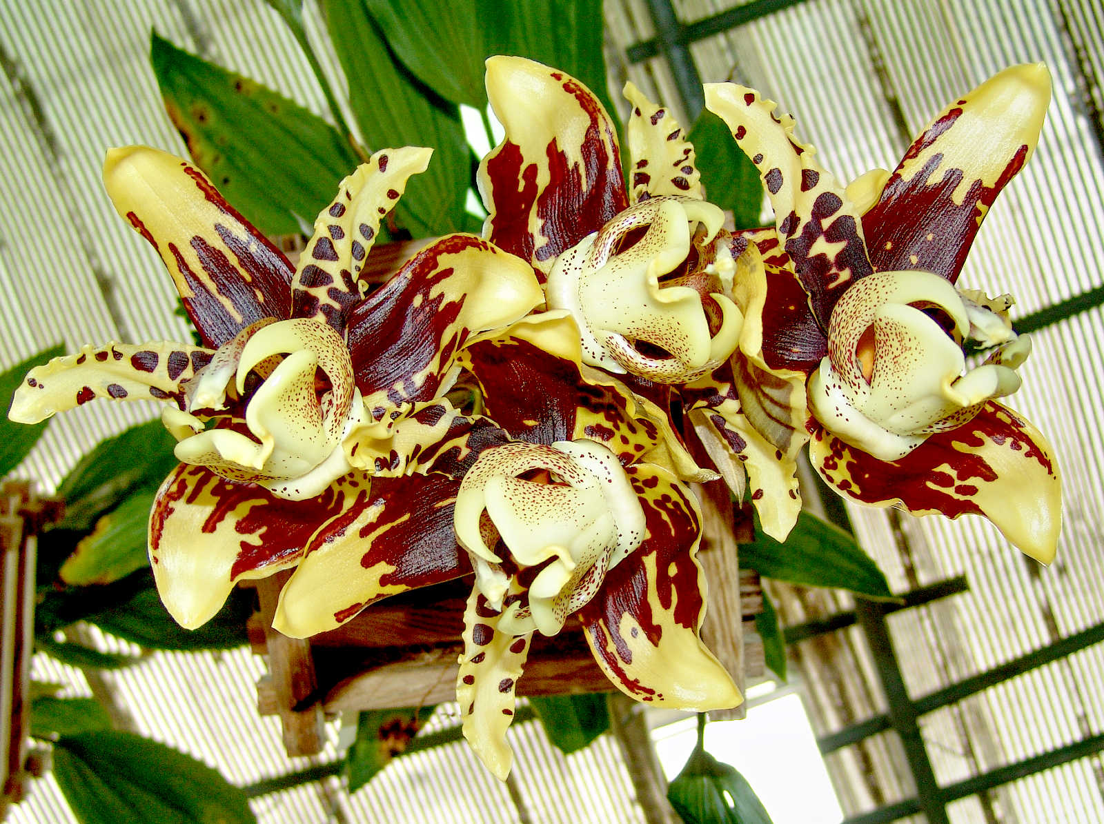 Stanophea Tigrina